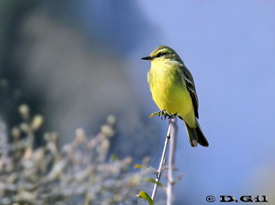 VINCHERO (Satrapa icterophrys)  - Villa Serrana-LAVALLEJA (Junio 2010)